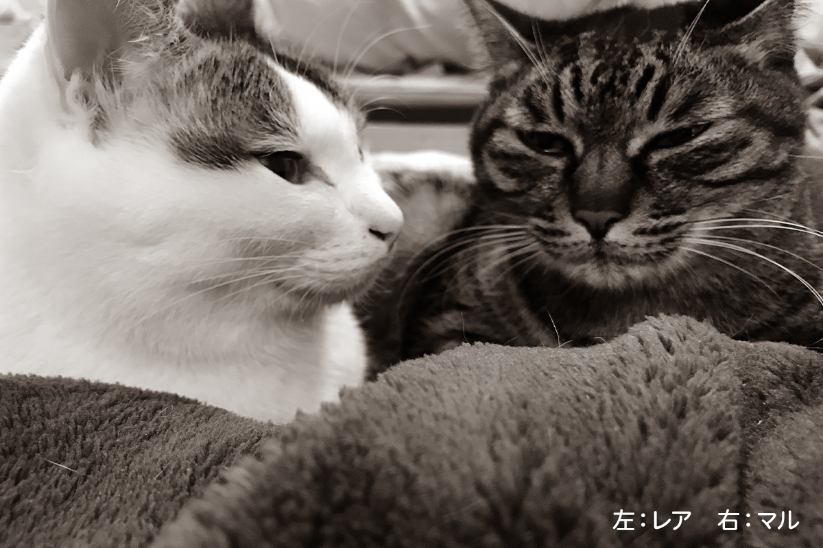 Nuxt.js+microCMS+Vercelで記事一覧と詳細ページを作成して公開して変更される度に(pushする度に)slackに通知させるまで